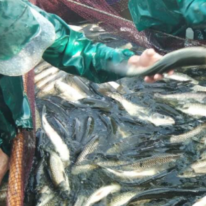 ����h�t���q�ݲ��p�����~Ҫ��ţ�С�ͦ�M��