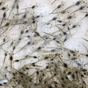 �_�l(f��)��30�fԪ/�����r�ϣ��ƾ��߁��ˣ�