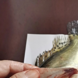 �s2000�fβ�Z�~ȫ܊���]�����K���]�Z�~��Ҏģ�l���������ʳ���ɣ�