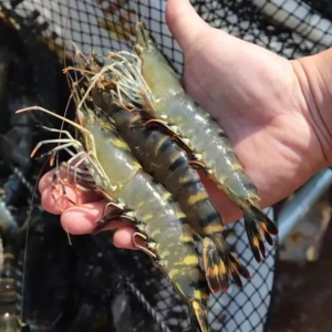 ���a���f��@�l�������r��Ҫ���ȫ����