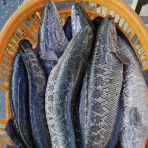 20����Ͱ�����B�~���_180�f��Gɫ���h�������������~�a�I�M�����̘IģʽҪ�����r���� ...