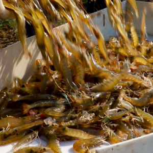 �����ů��ȫ�򲿷����a�ص��r���^�r�_ʼ�ϝq