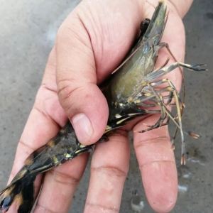 ���S��Ҳ�����B�����r���B�������r���m����