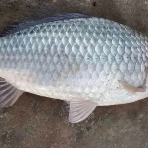 �A�|���a�~���㣬5-6����߱���2Ԫ/�