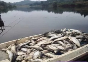 2020��10��ȫ��ˮ�a�Bֳ�����A�y�A��