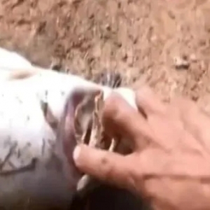 �ؑc���f���Z�~ͻȻ�������Bֳ���pʧ��30�fԪ