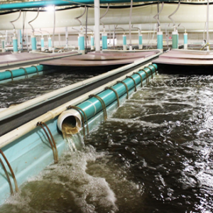 ���������cѭ�h(hu��n)ˮ�B(y��ng)ֳϵ�y(t��ng)��ˮ�|(zh��)���P(gu��n)ϵ