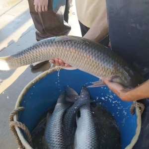 ֱ��������Ј���Π�����3����~����4.7Ԫ/��