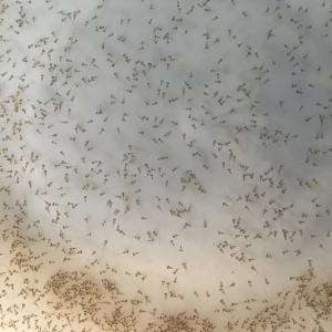 �����|ˮ���r��һ·������߀���Bֳǰ������