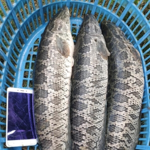 �ϱ�0.95�����~���@�G���F(xi��n)