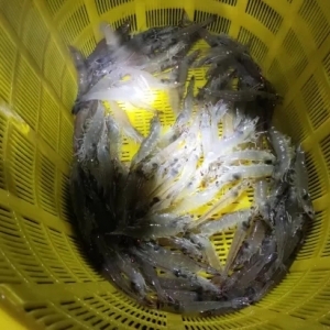 �ɻ��ʸ��_98%���B�r���֐��ϡ����߱�Ʒ��