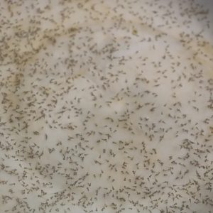 ÿ��300���|�����|ˮ��90%�a(ch��n)�ԏV�|������|(zh��)���̓r(ji��)��s����֮�e��ԓƴ�r(ji��)��߀���|(zh��)����