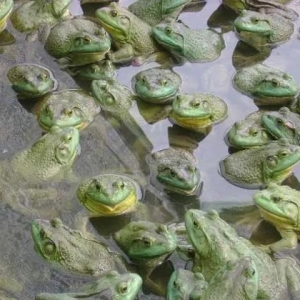 ���܈�ϲ��ţ����ߝq0.6Ԫ/��