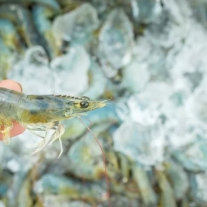 ӡ���r�I(y��)������Ӱ푇�(y��n)�أ��ӹ��Sͣ�����B(y��ng)ֳ�����ۣ�