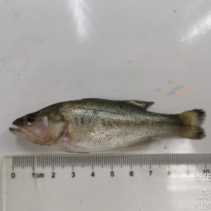 ָ�h�x�ڼ����|�w�z�ϵķֲ�Ҏ���о�