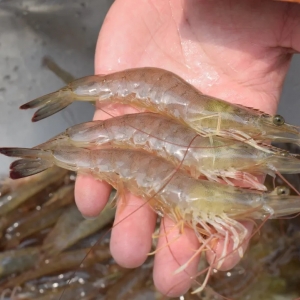 ����ĕ��������r�������ε�һ���x���������a����