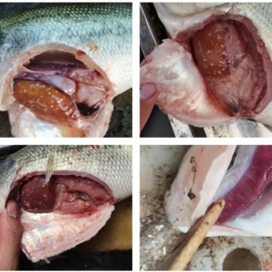 �����|�ߜ��ڻ�����������������������