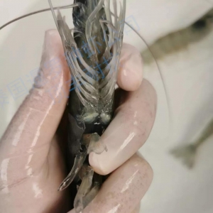 ̩����Ʒ�N�r�𱬁��u������������50%