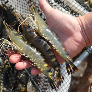 ٍ���ˣ����^�r�r(ji��)���_(d��)120Ԫ/�