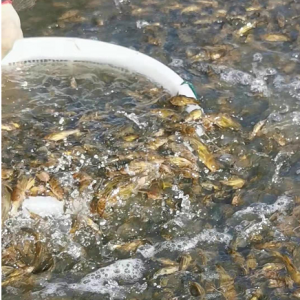 �s���|��ȫ���_�����r��ȫ���S��~�N�~�����}���ϵ�׌��r������һ�ښ��Ƴ��Ĵ���Ʒ�� ...