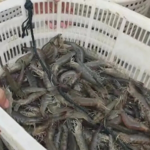 10�|β�_�r���������@�Ј�������7�¹����o�Σ����r�r���q